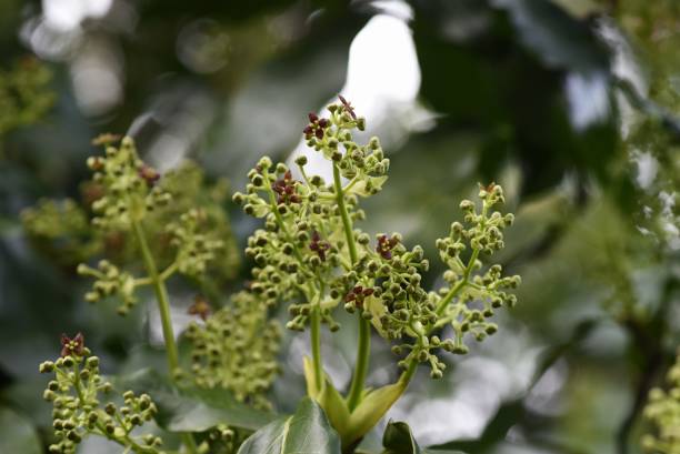 istock Japanese aucuba flowers 1212307089