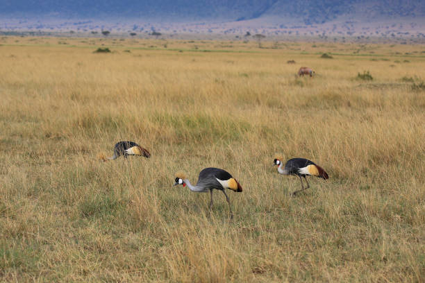 istock Grey Crowned Crane, african bird 1212308042