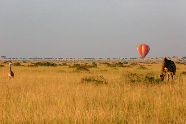 istock Giraffe and balloon in Kenya 1212308047