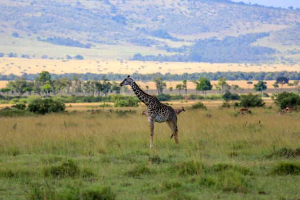 istock Giraffe in savannah, Masai mara 1212308056