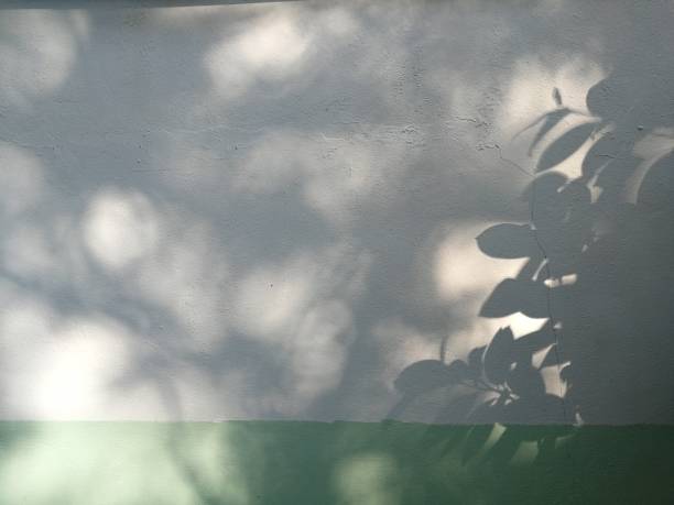 istock Shadow of tree on the wall in the background 1212308147