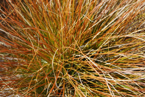Close-Up of Tussock Grass.
