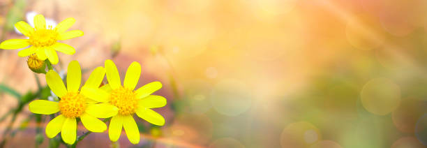 istock beautiful green spring landscape with yellow flowers 1212308717
