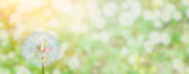 istock blurred natural delicate, light, floral background with dandelion 1212308722