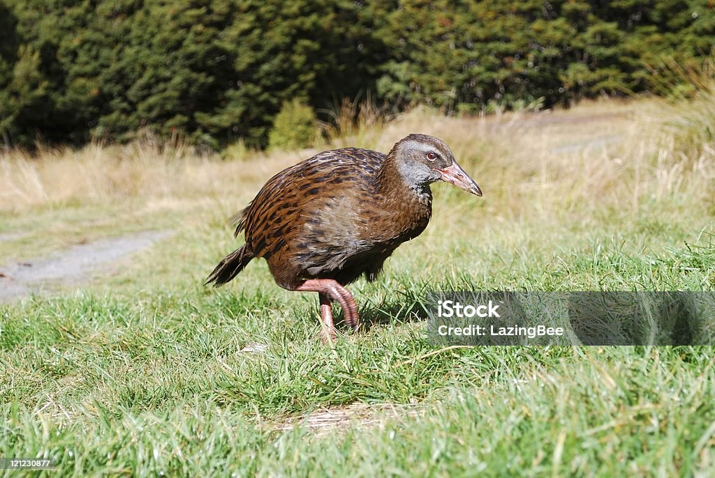 Weka, Kahurangi National Park, New Zealand  Animal Stock Photo