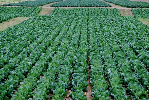 Photo of Cabbages growing in lines in the Waimea Plains. Rich in horticulture, the Waimea Plains and cultivated country in the Nelson Region are renowned for their high sunshine hours. The rich, intensively cropped river soils of the Waimea Plains south of Nelson have historically been used for farming and horticulture. Waimea means “river gardens” in Maori.