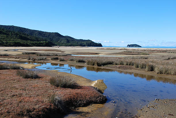 marahau humedales, de abel tasman, nelson - saltwater flats coastal feature landscape national park fotografías e imágenes de stock