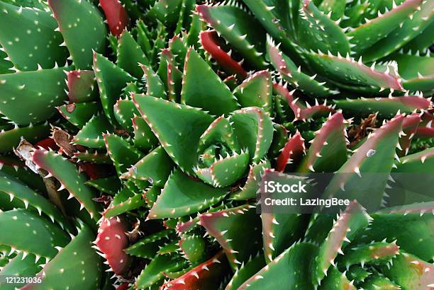 Aloe Aristata Sfondo Di Cactus - Fotografie stock e altre immagini di Affollato - Affollato, Agave, Aloe