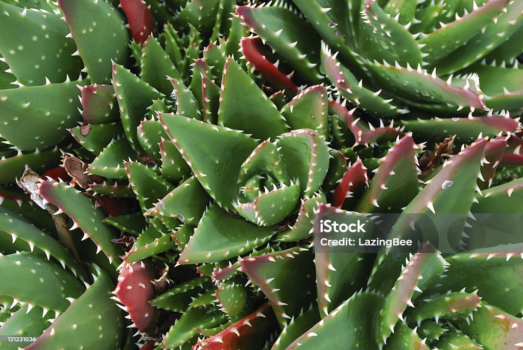 Aloe Aristata Cactus tle - Zbiór zdjęć royalty-free (Agawa)