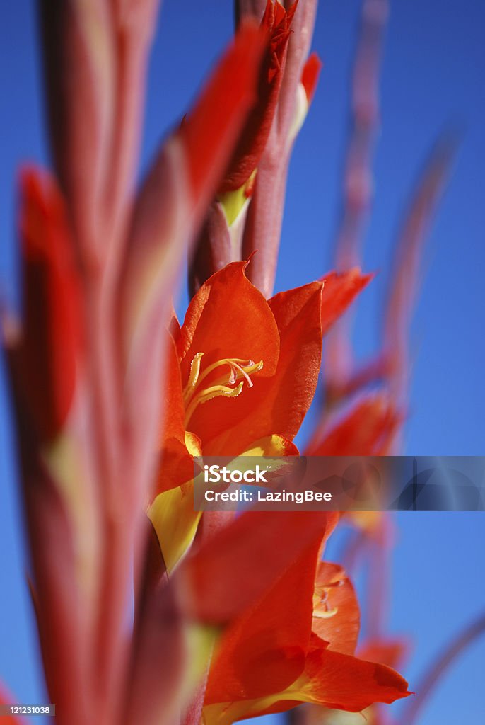 Enfoque diferencial de bloom - Foto de stock de Azul libre de derechos