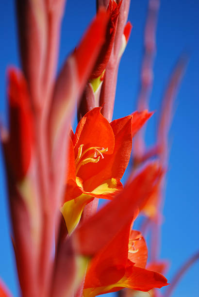 messa a fuoco differenziale in bloom - plant size foto e immagini stock