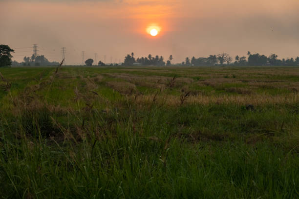 istock Scenic sunset at Paddy field 1212310734