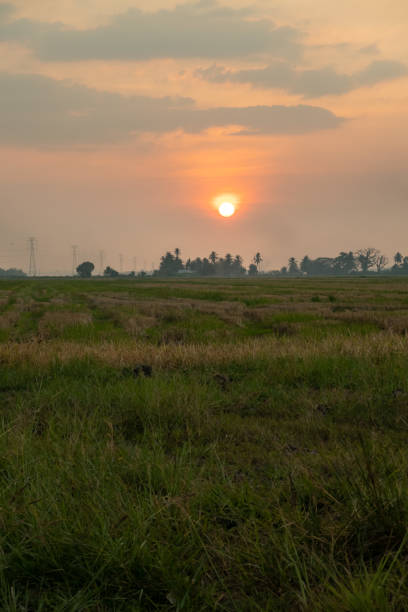 istock Scenic sunset at Paddy field 1212310791