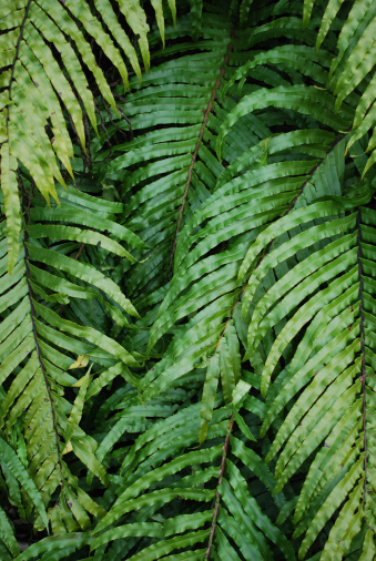 A Close Up of the Native New Zealand 'Kiokio' Fern Leave. Kiokio (Blechnum novae-zelandiae) is a member of the family of hard ferns. It is also known as a Gully Fern.