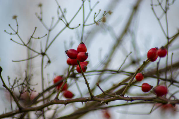 istock Small red rosehip fruit, selective focus, natural background, wintertime fruits for herbal treatment, close-up 1212311845