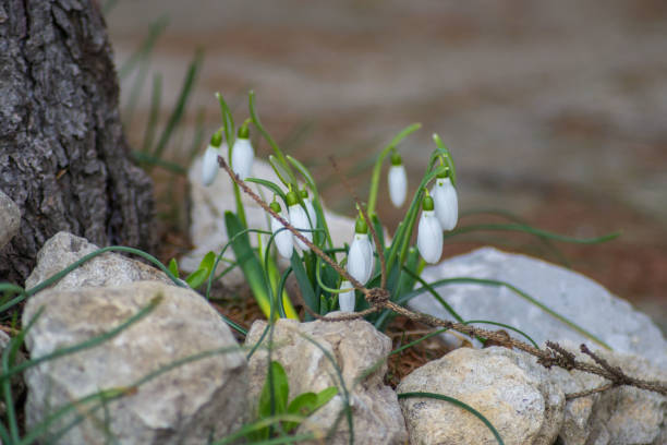 istock Snowdrop or common snowdrop (Galanthus nivalis) - First spring flowers, delicate flora, green leaves, blossom 1212311876