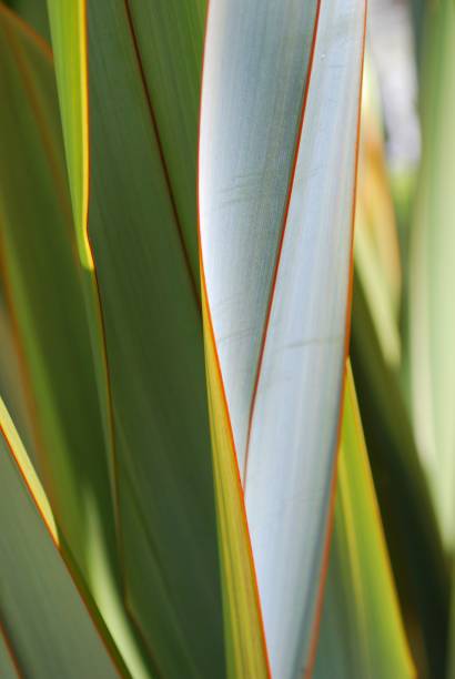 istock New Zealand Flax (Phormium) 121231240