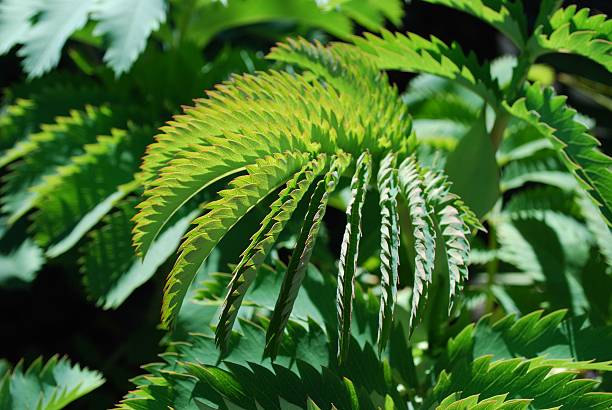 배경 앨리어싱은 이미지에 들쭉날쭉한 실선 녹색 잎,'melianthus major' - plant size 뉴스 사진 이미지