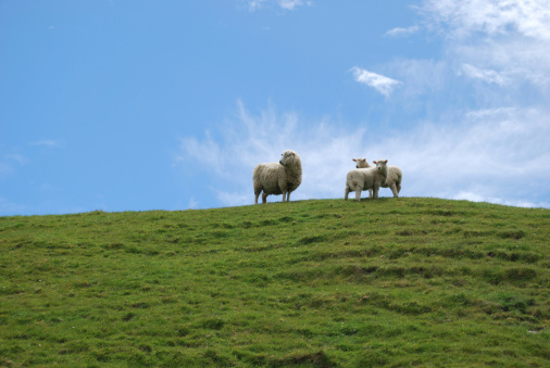 Looking up at a Ewe with her lambs on a hill, behind a bright blue sky with light clouds.