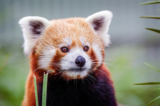 Panda Rojo de cerca (Ailurus fulgens) photo