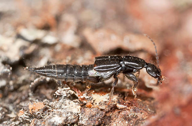 istock Rove beetle sitting on wood 121231411