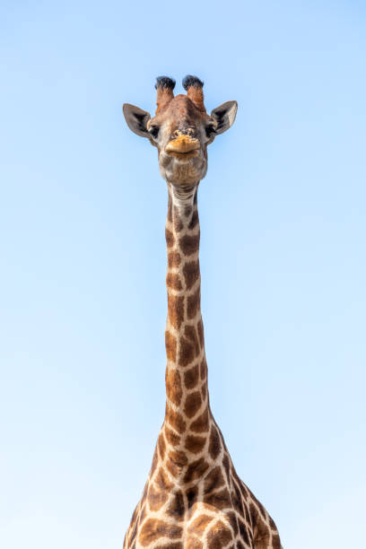 istock South African giraffe Chobe, Botswana safari 1212314635