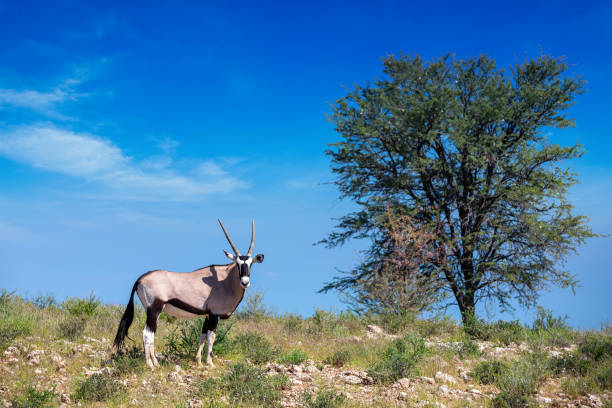 istock Gemsbok, Oryx gazella in Kalahari 1212314649