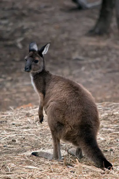 the kangaroo island-kangaroo is eating hay