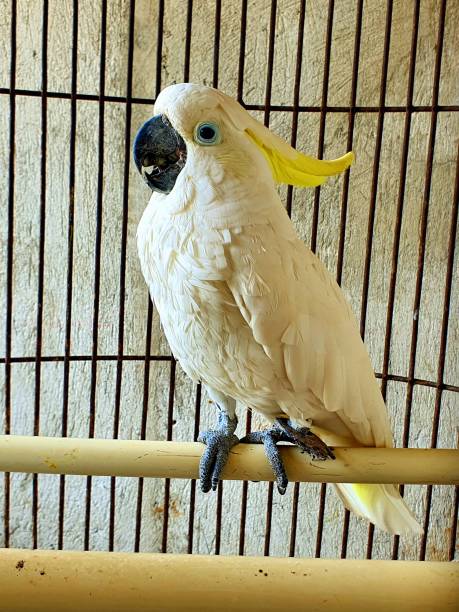 istock a cute and talking parrot in the cage 1212314858