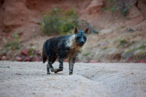 istock Brown hyena in Namibia, South Africa 1212314870