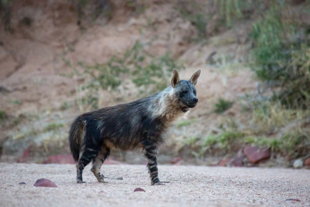 istock Brown hyena in Namibia, South Africa 1212314892
