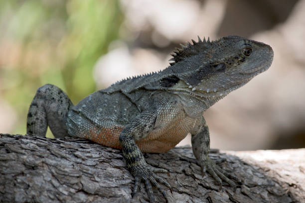 istock the water dragon is on a log 1212315489