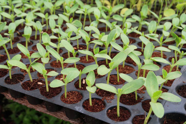 Image of vegetable seedlings growing in seedling tray, growing individual gourd / pumpkins / melon seeds to sell in plastic germination nursery tray with plant cells / compartments in garden centre, agriculture concept