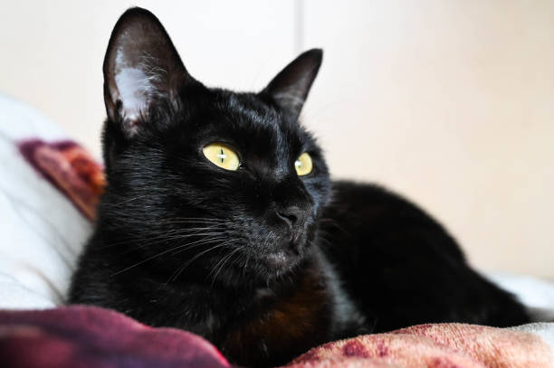 istock Black cat face closeup indoors. 1212315922