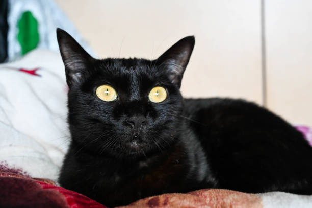 istock Black cat face closeup indoors. 1212316435