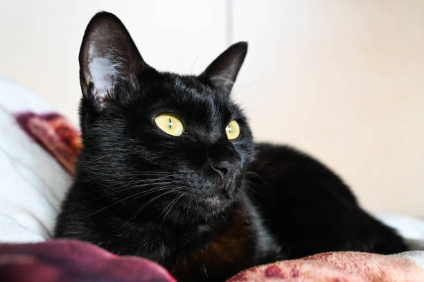 istock Black cat face closeup indoors. 1212316439