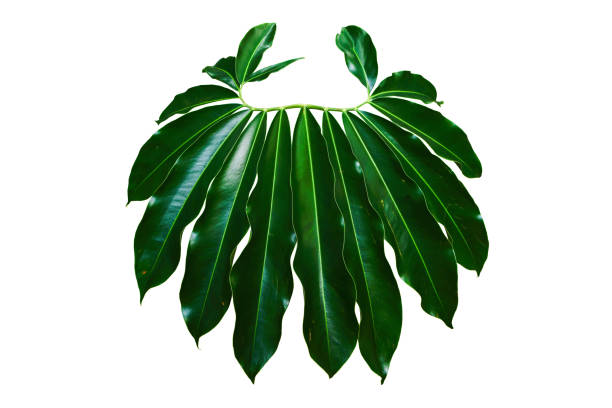 istock monstera jungle plant isolated include clipping path on white background 1212317485