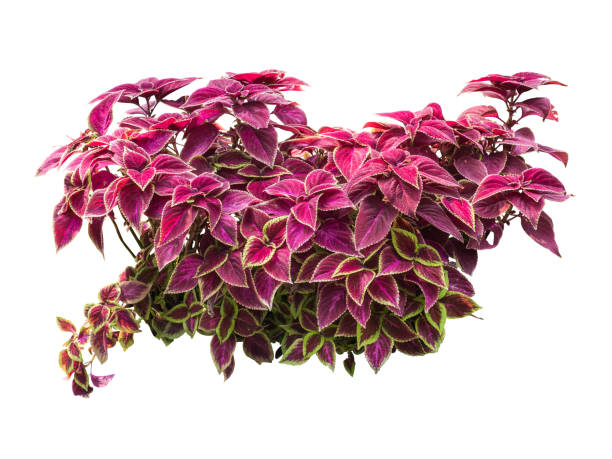 istock red leaves plant bush tree isolated include clipping path on white background 1212317509