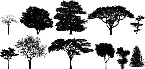 bildbanksillustrationer, clip art samt tecknat material och ikoner med otroligt detaljerade träd silhuetter - träd