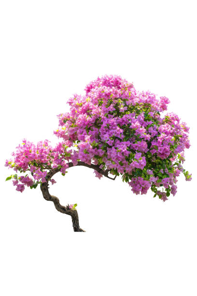 istock pink flower plant isolated include clipping path on white background 1212317862