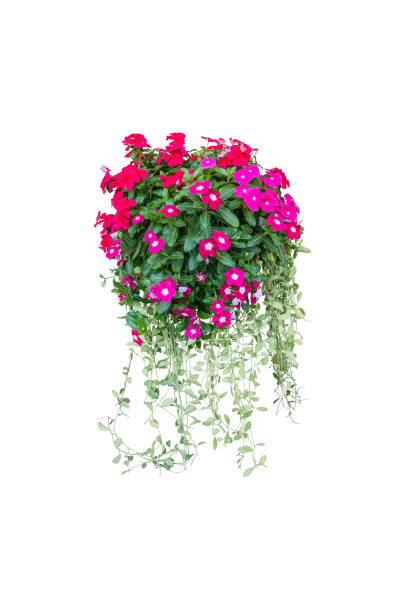 istock pink flower plant isolated include clipping path on white background 1212317977
