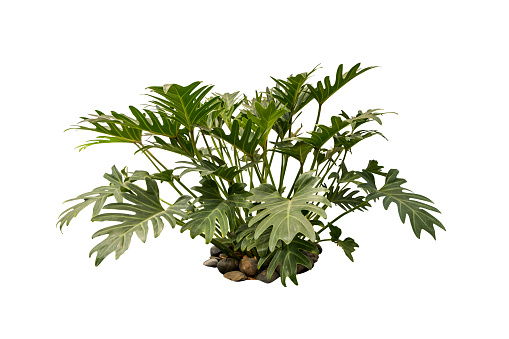 jungle plant isolated include clipping path on white background