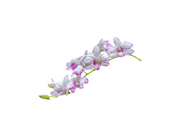 istock orchid flower plant isolated include clipping path on white background 1212320128