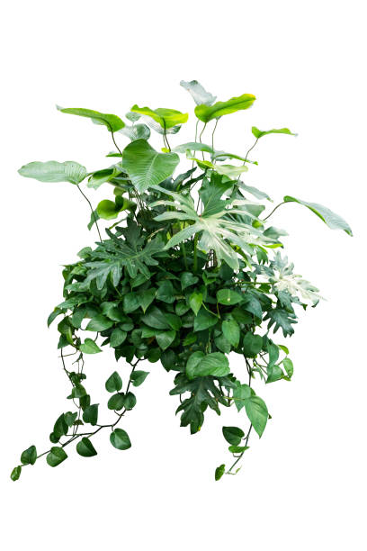 istock monstera jungle plant isolated include clipping path on white background 1212320300
