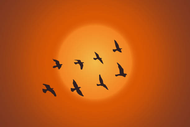 istock silhouette of a flock of flying birds 1212321147
