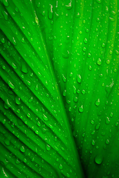istock green leave with dew drops fresh spring nature wallpaper background 1212321445