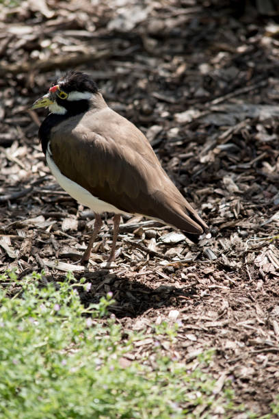 istock this is a side view of a banded lapwing 1212321536