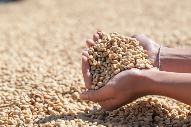 istock coffee beans dried with sunlight with hand man 1212322056