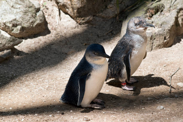 istock the two fairy pengins are walking together 1212322957
