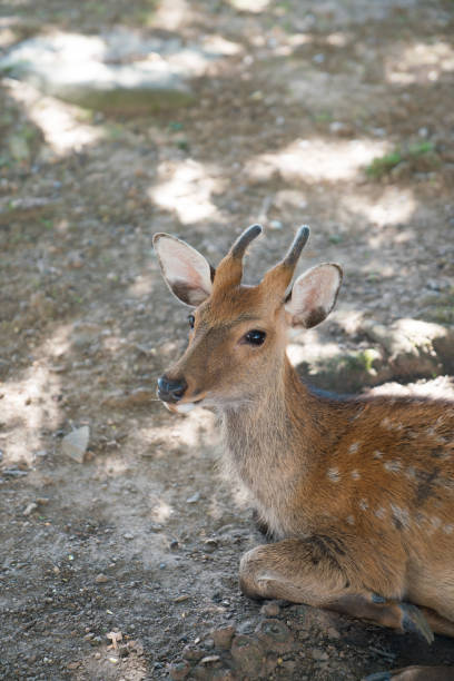 istock Deers in the forest in Nara park, Japan 1212322983